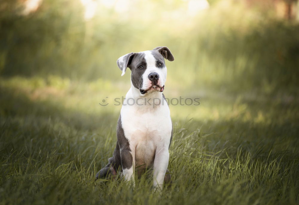 Similar – Dog on the grass in summer day. Jack russel terrier puppy portrait