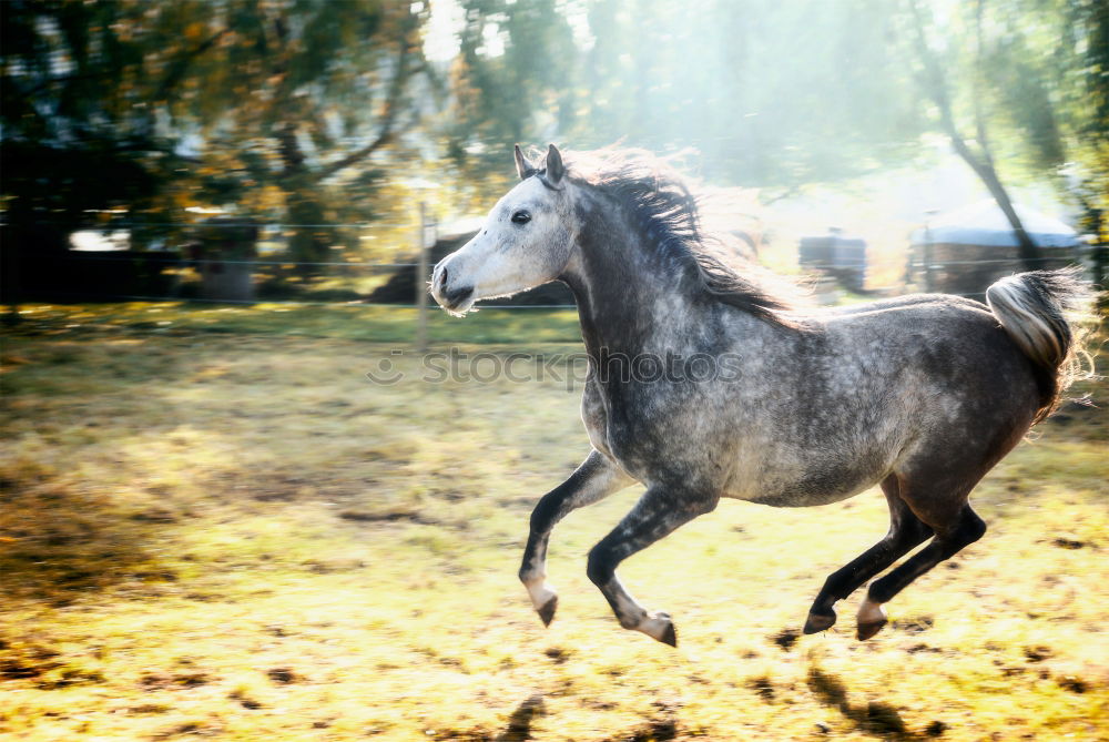 Similar – Young beautiful girl with white horse in forest. Woman horseback rider in boho style. Summertime nature scene.