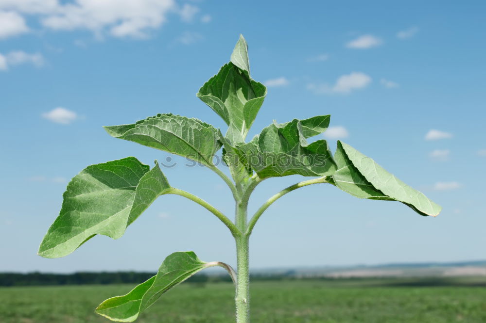 Similar – cress forest Cress Grass