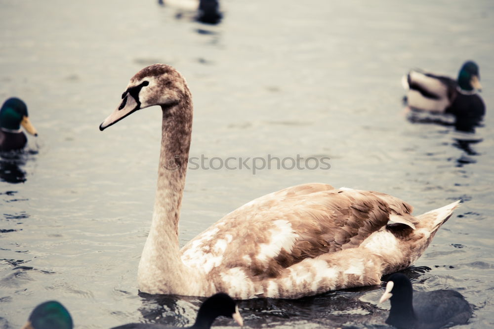 Similar – love Nature Pond Lake