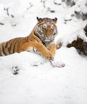 High angle view of tiger walking on snow