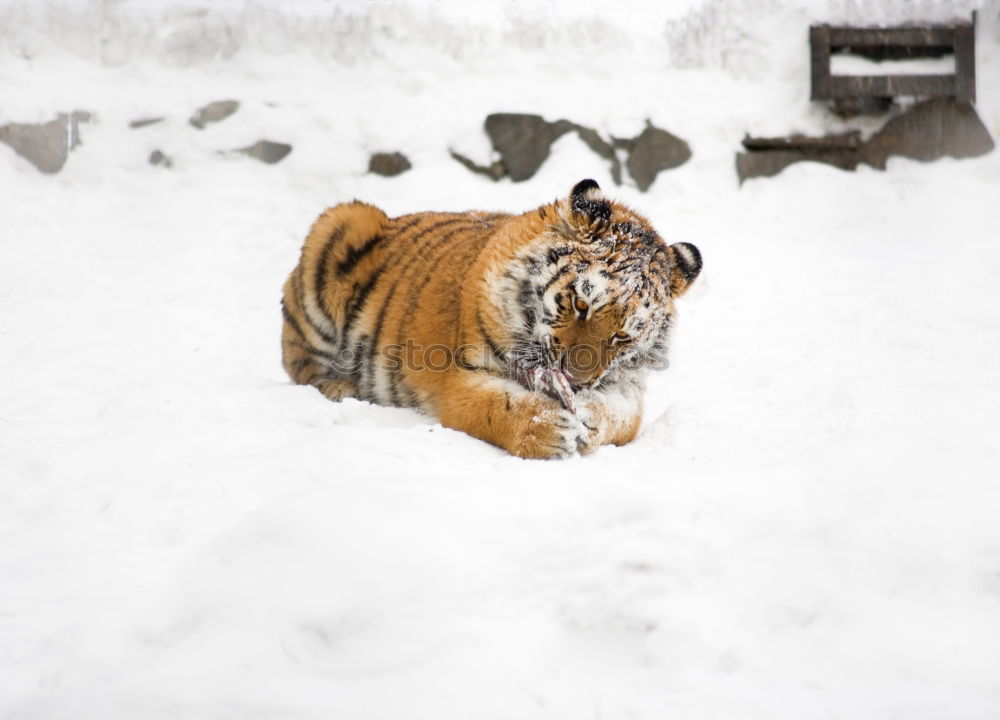 Similar – High angle view of tiger walking on snow