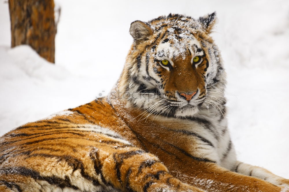 Similar – High angle view of tiger walking on snow