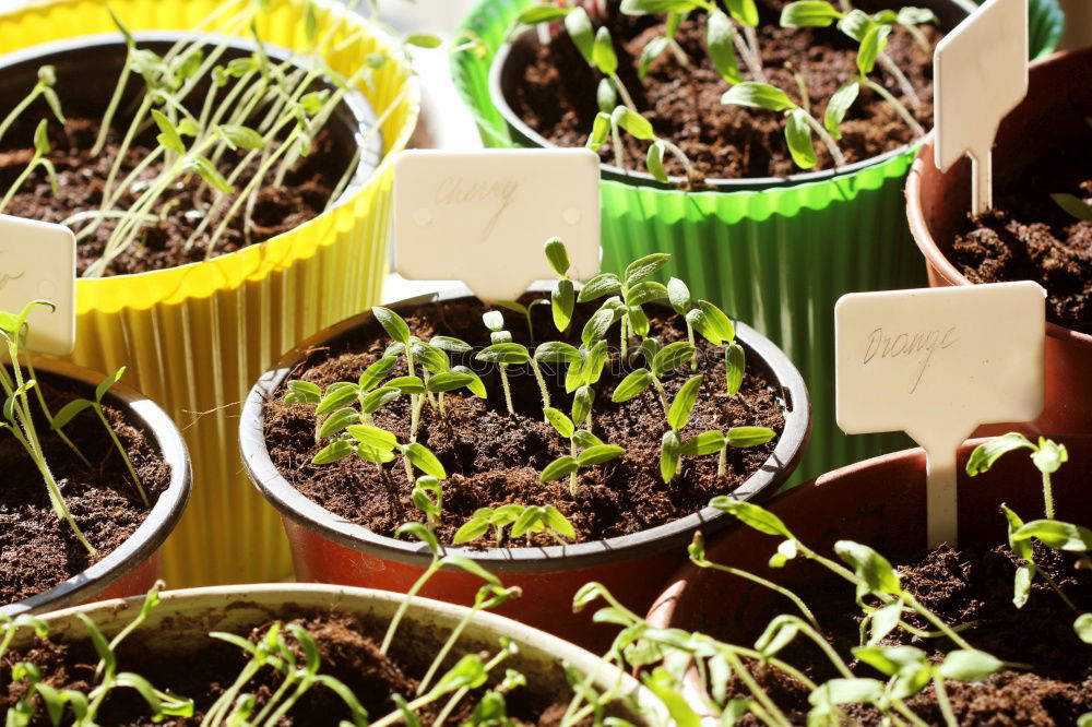 grow together… Parsley