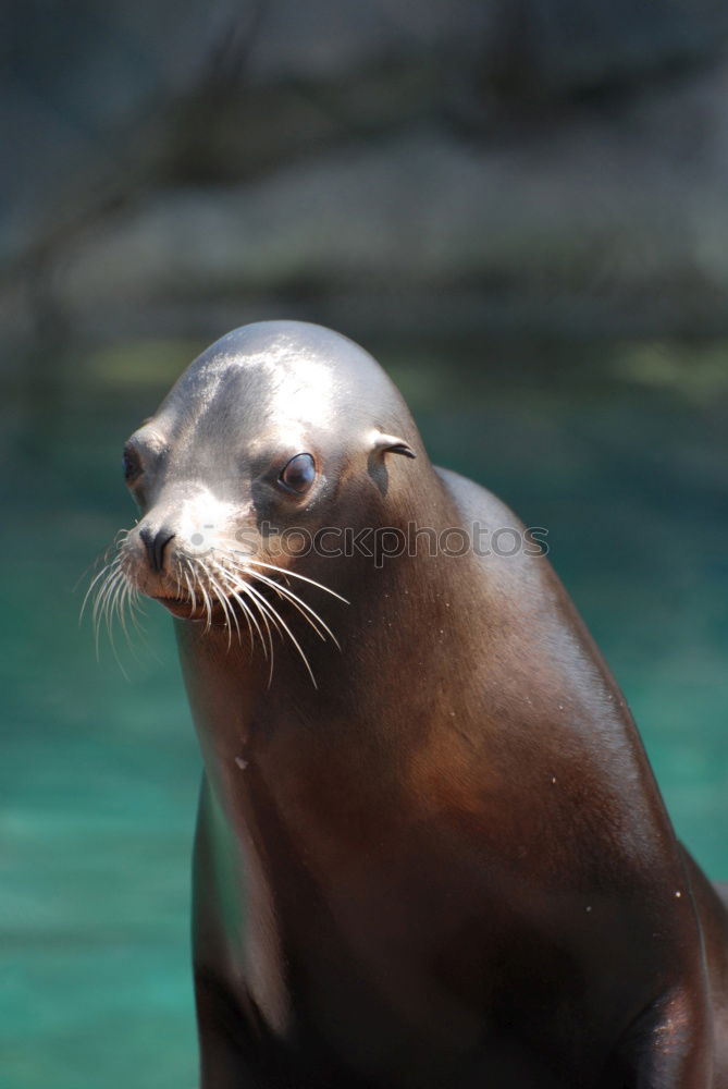 Similar – Foto Bild Grüezi Wasser Wildtier