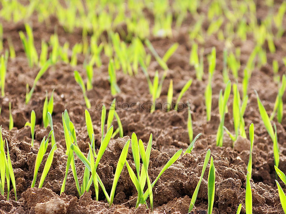 Image, Stock Photo growth Agriculture