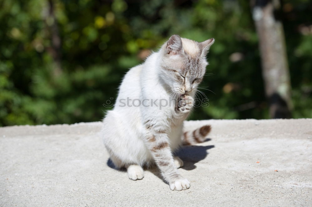 Similar – Image, Stock Photo Half the aurine and the cat