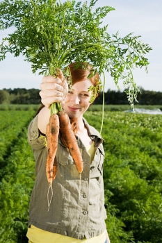 Similar – Carrots in a vegetable garden