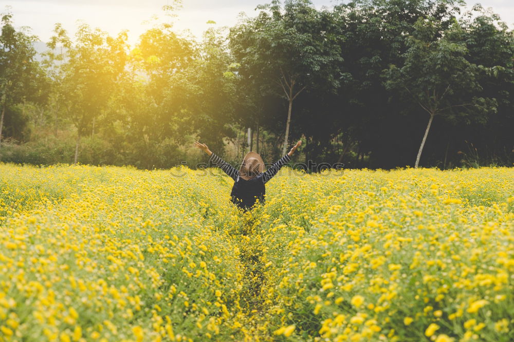 Similar – growth Canola