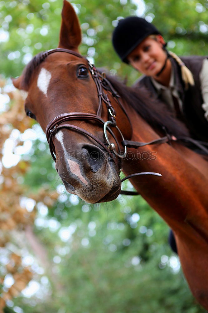 Similar – Gymnastics for horse and rider