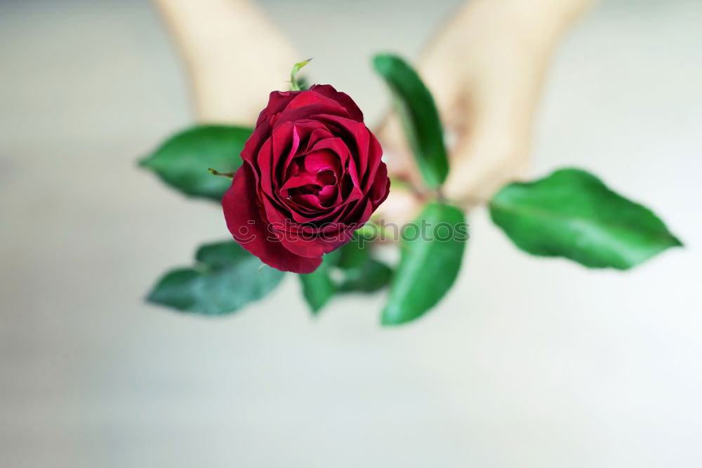 Similar – Image, Stock Photo young woman holding bouquet of red roses in her hands, valentines day, mother’s day, gift