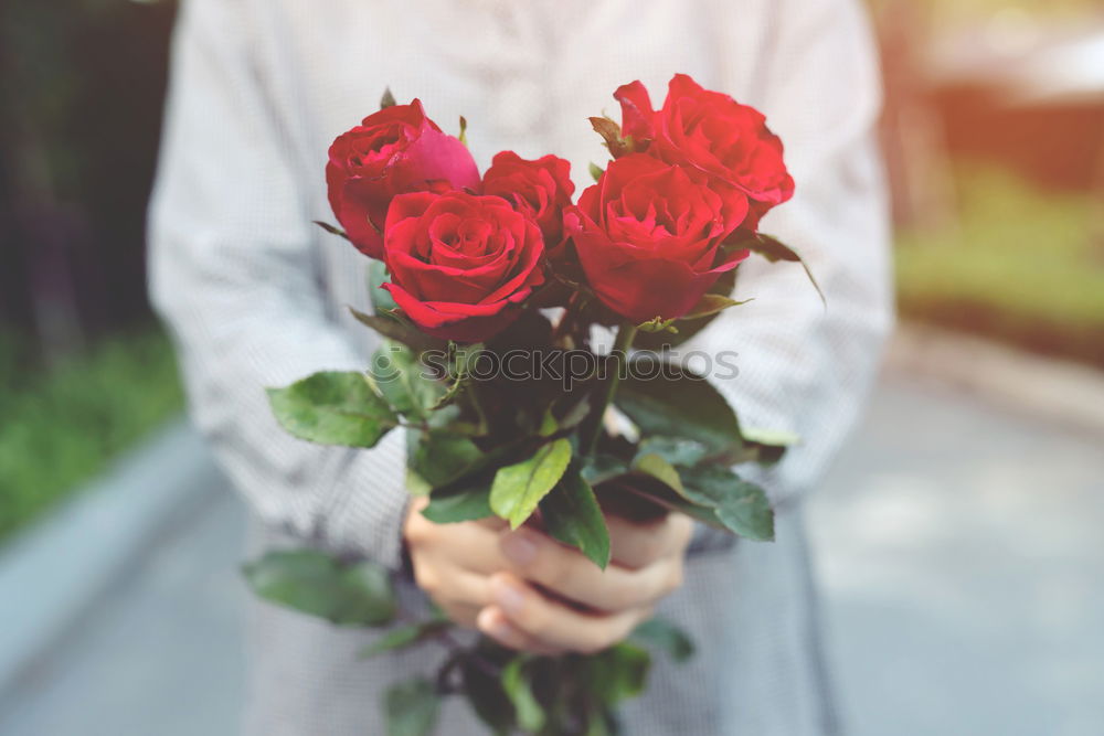 red roses for Valentine’s Day