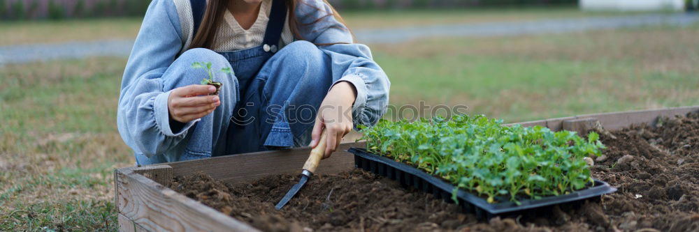 Similar – Image, Stock Photo Vegetable harvest;