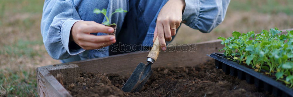 Similar – Woman hold parsnips in basket in the garden