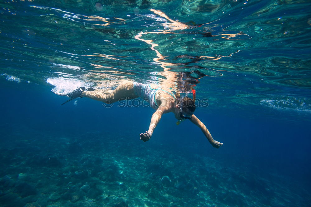 Similar – Dolphins in the reef Water