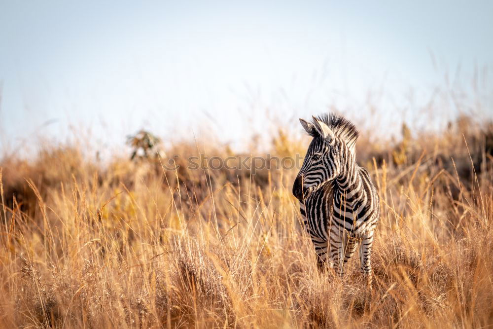 Similar – Image, Stock Photo Isolated zebra in the savannah