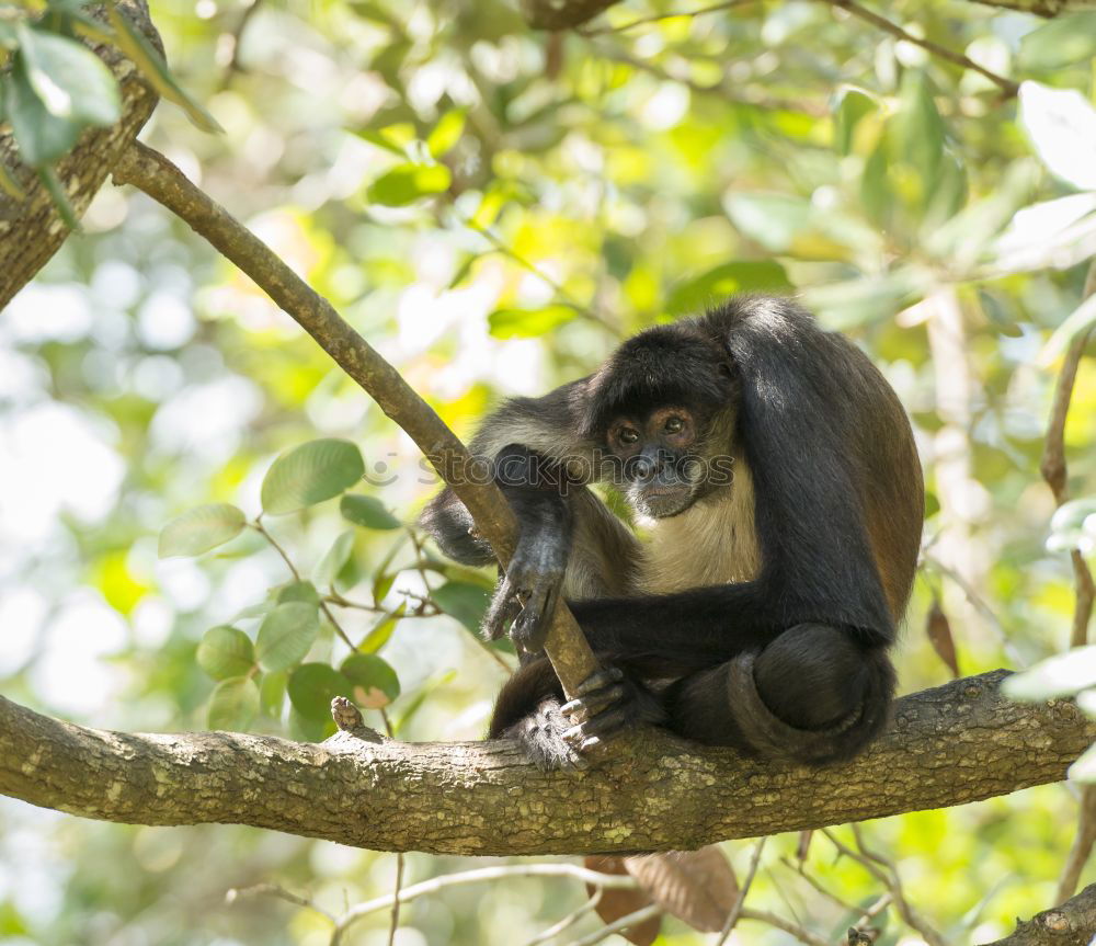 Similar – monkey Animal portrait