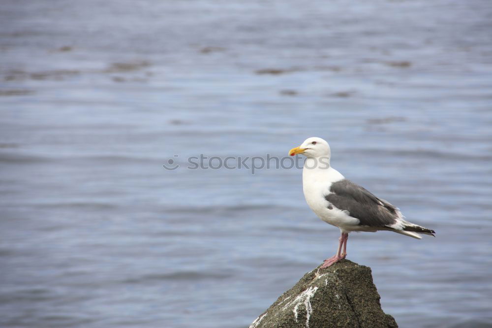 Similar – Image, Stock Photo gull’s eye Water Coast