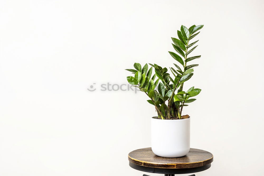 Similar – Room plants for Urban Jungle