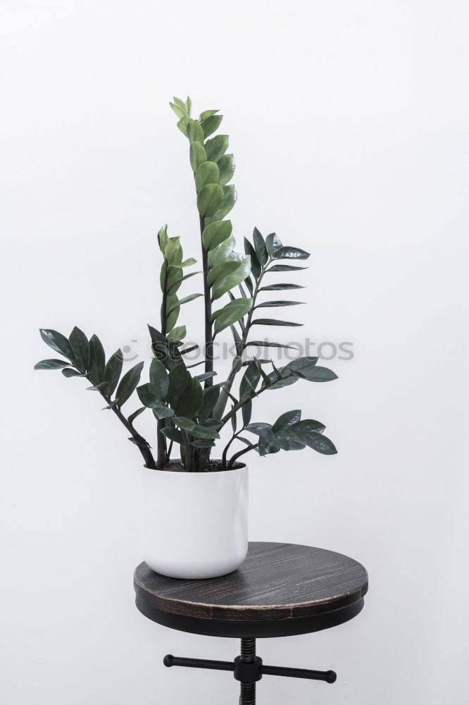 Similar – Room plants for Urban Jungle