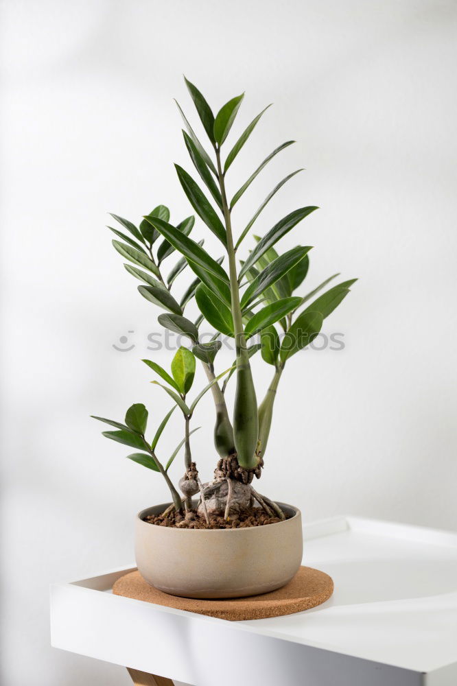 Similar – Room plants for Urban Jungle