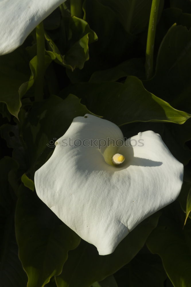 Foto Bild Calla im Wald Südafrika