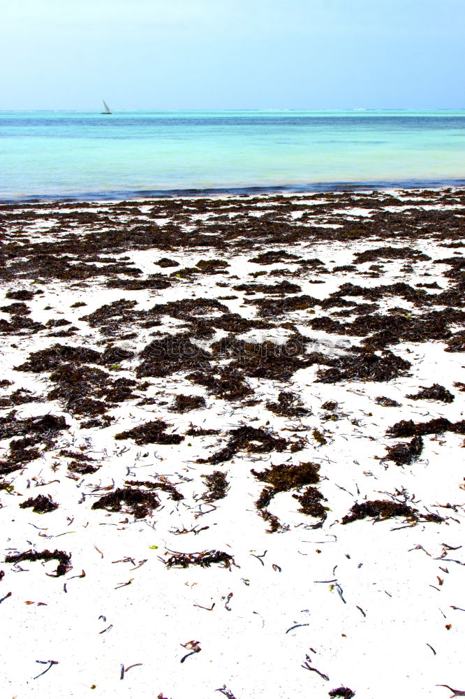 Similar – Image, Stock Photo the sea in zanzibar Beach