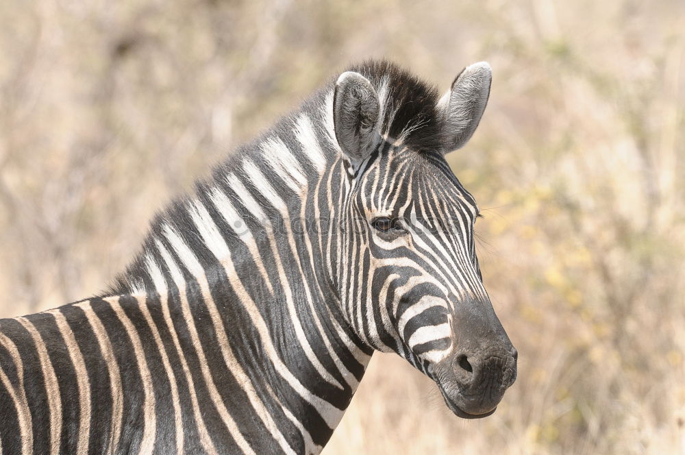 Similar – Image, Stock Photo Zebra in backlight at sunset