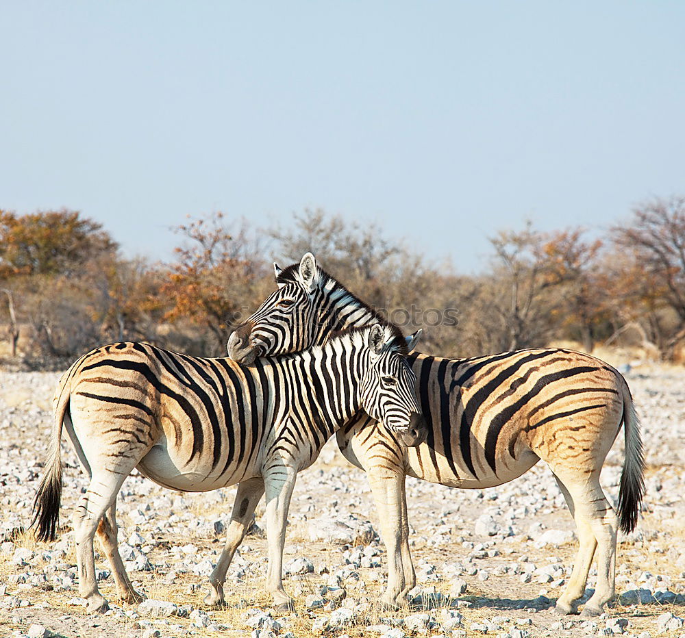 Similar – Foto Bild Knackarsch Afrika Namibia