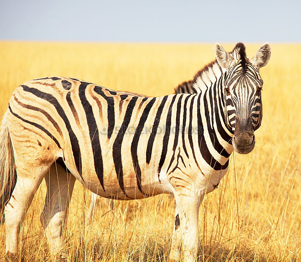 Similar – Image, Stock Photo Isolated zebra in the savannah