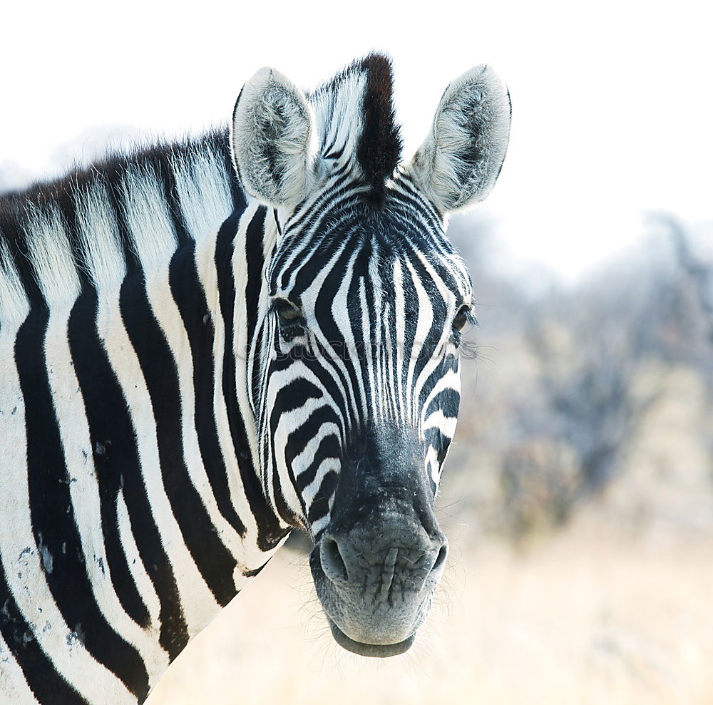 Image, Stock Photo Zebra in backlight at sunset