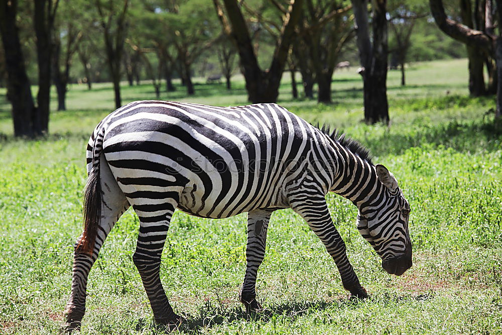 Similar – Mama, da steht ein Zebra im Garten…