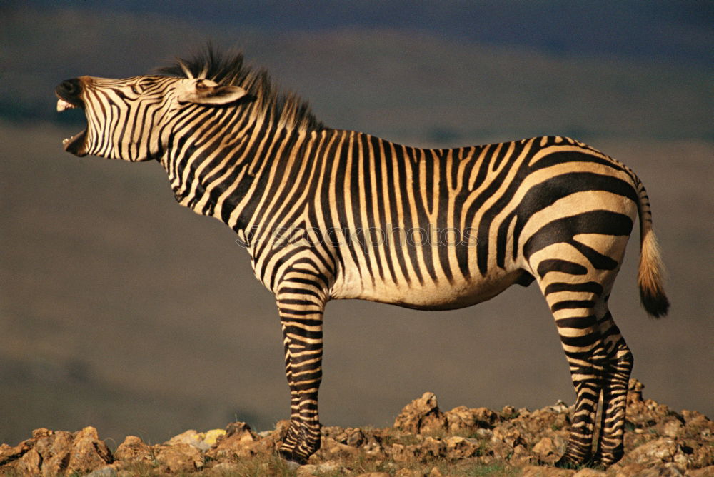 Similar – Image, Stock Photo Isolated zebra walking in the savannah