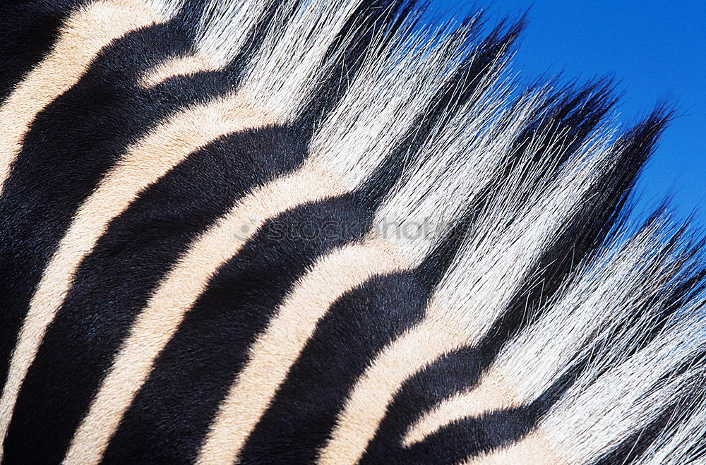 Similar – Streifenarsch. Zebra weiß