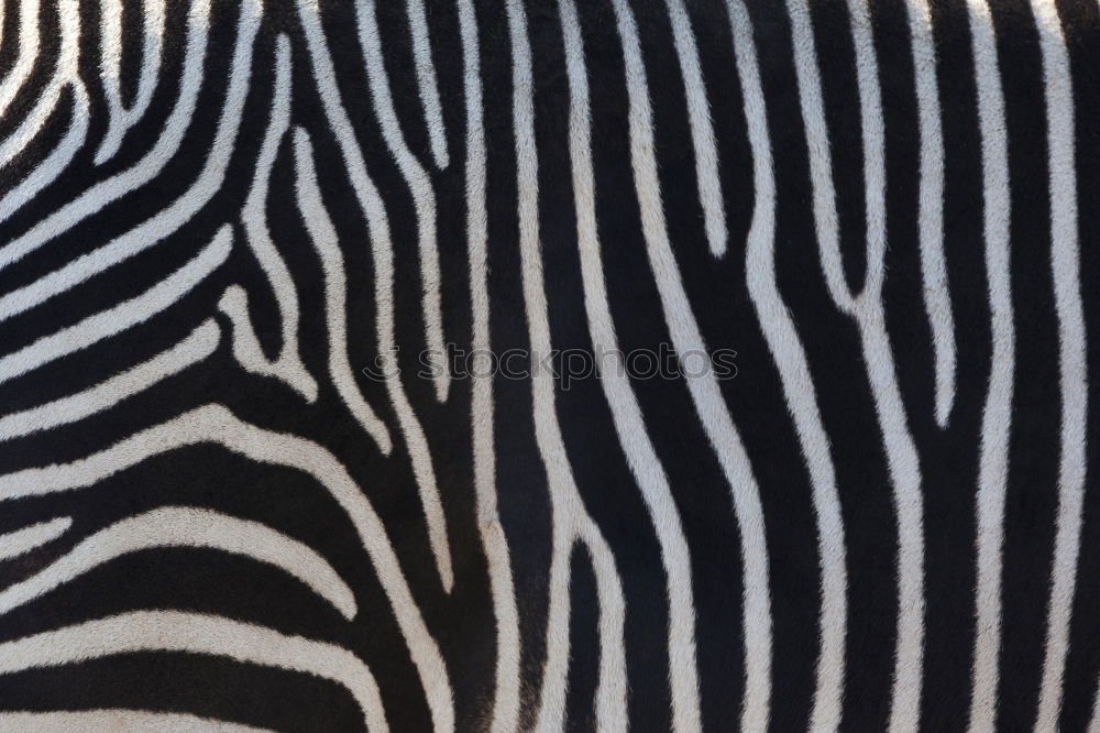 Similar – Zebrastreifen gestreift