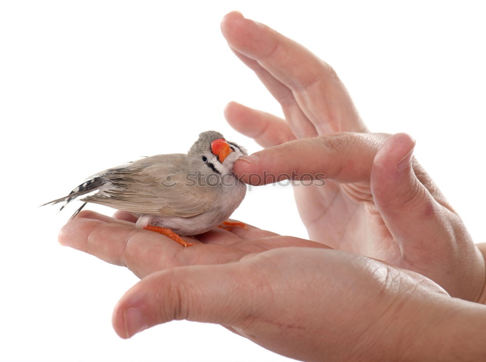 Image, Stock Photo IN GOOD HANDS Skin Life