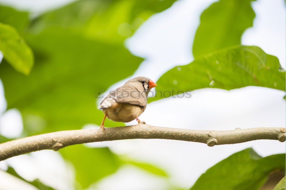 Similar – Sniffing Squirrel Nature