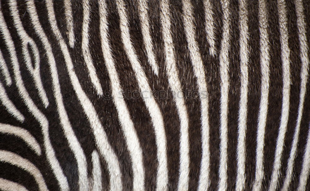 Similar – Zebrastreifen gestreift