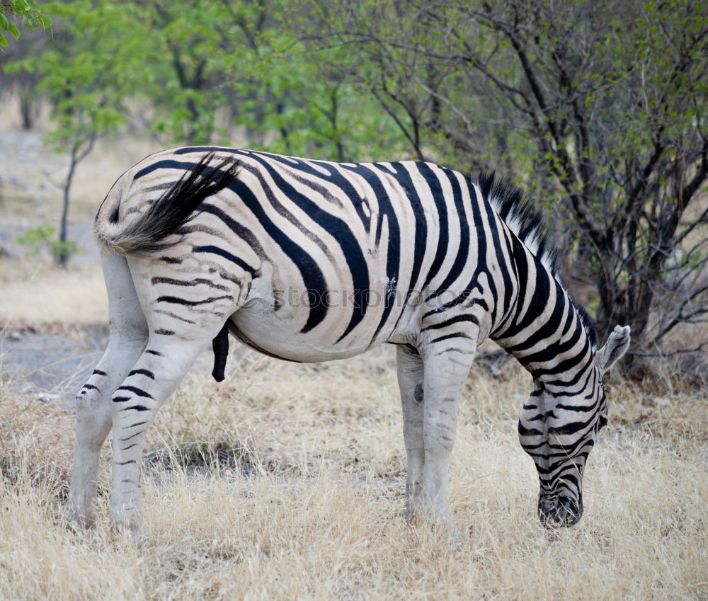 Similar – Image, Stock Photo Isolated zebra walking in the savannah