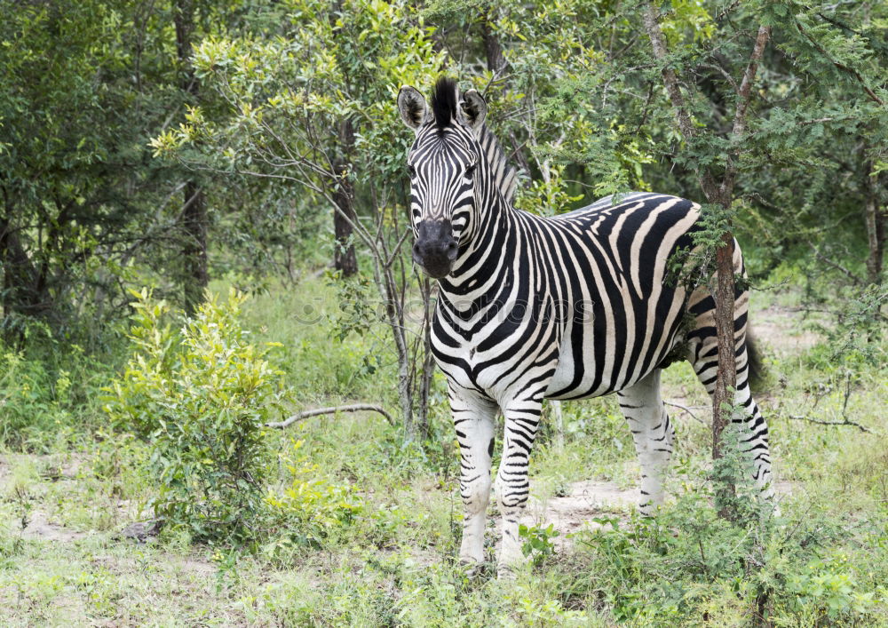 Similar – Image, Stock Photo Isolated zebra walking in the savannah