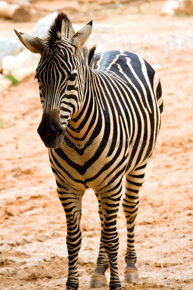 Similar – Wie macht das Zebra ?