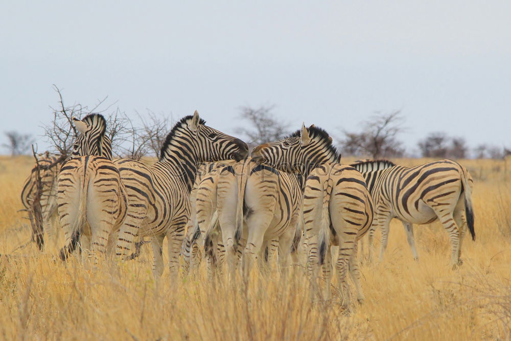 Similar – Zebras in Southafrica