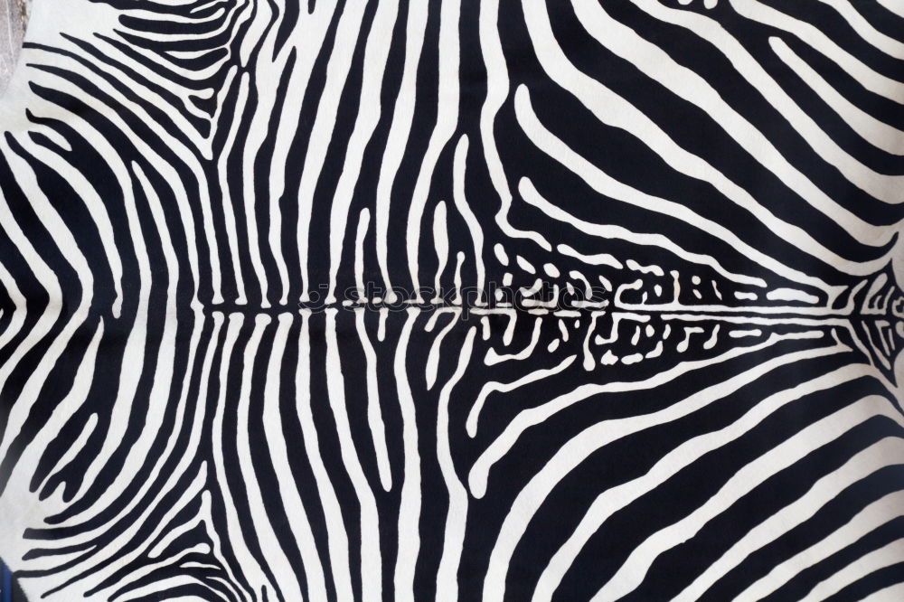 Similar – Zebras von hinten Zoo 3