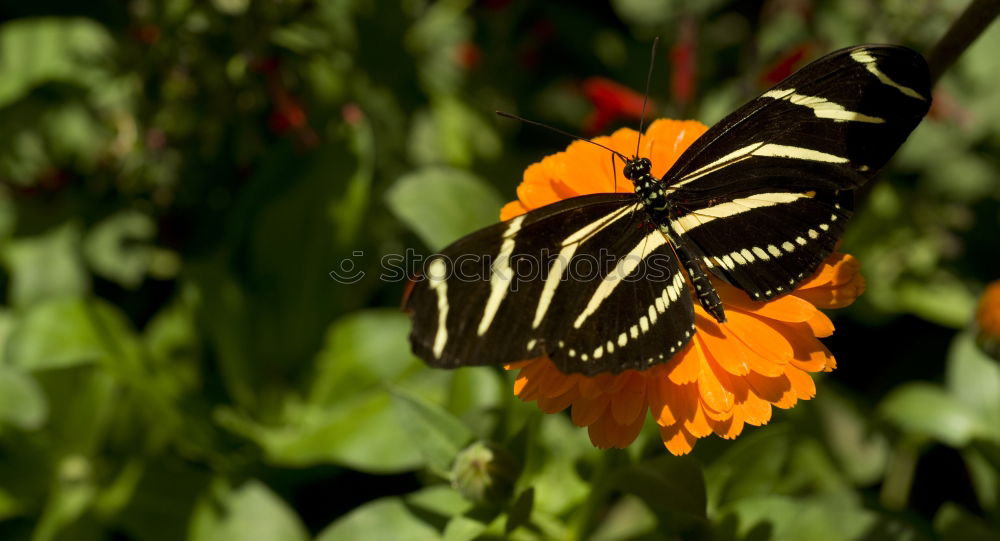 Similar – butterfly Butterfly Flower