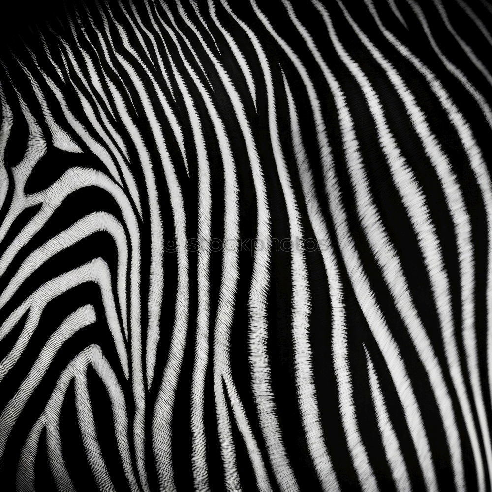 Zebra Tier Afrika Savanne