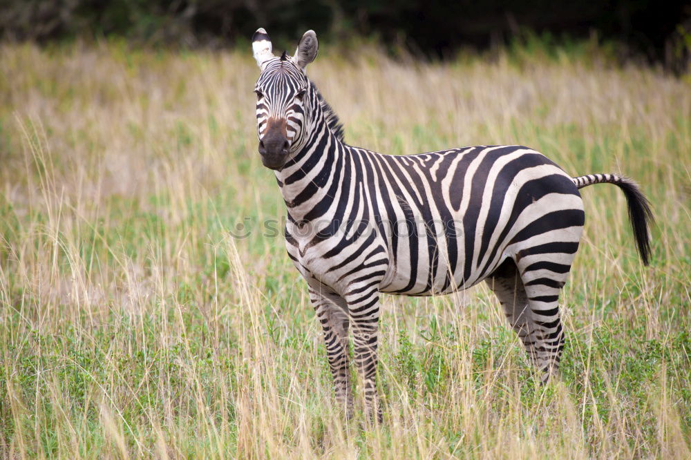 Similar – Image, Stock Photo Zebra in backlight at sunset