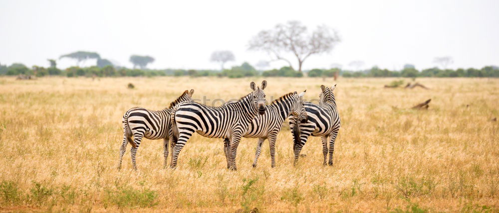 Similar – Image, Stock Photo Isolated zebra in the savannah