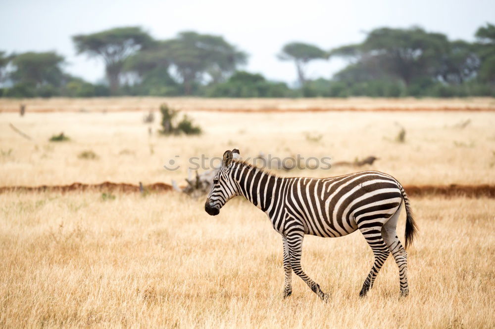 Similar – Image, Stock Photo Zebra in backlight at sunset