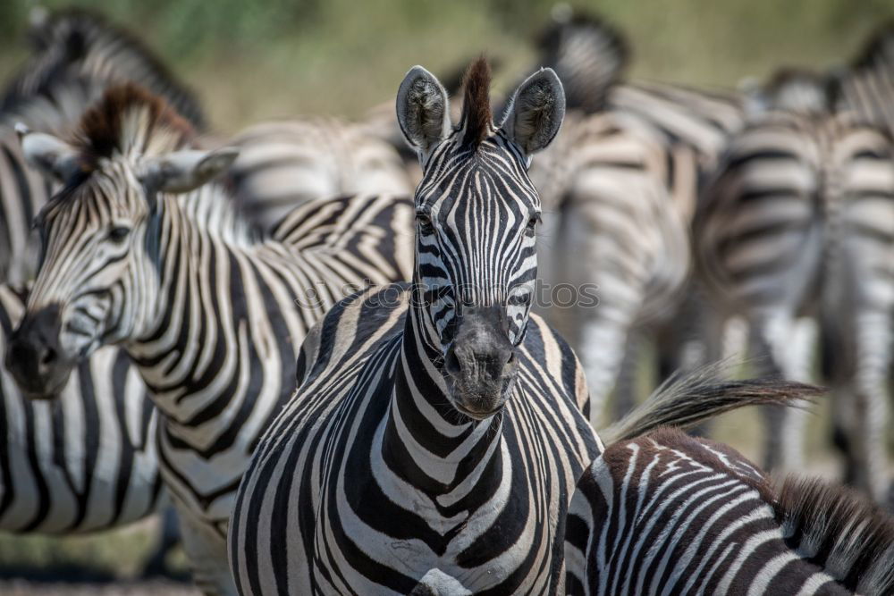 Similar – Zebras standing together 2