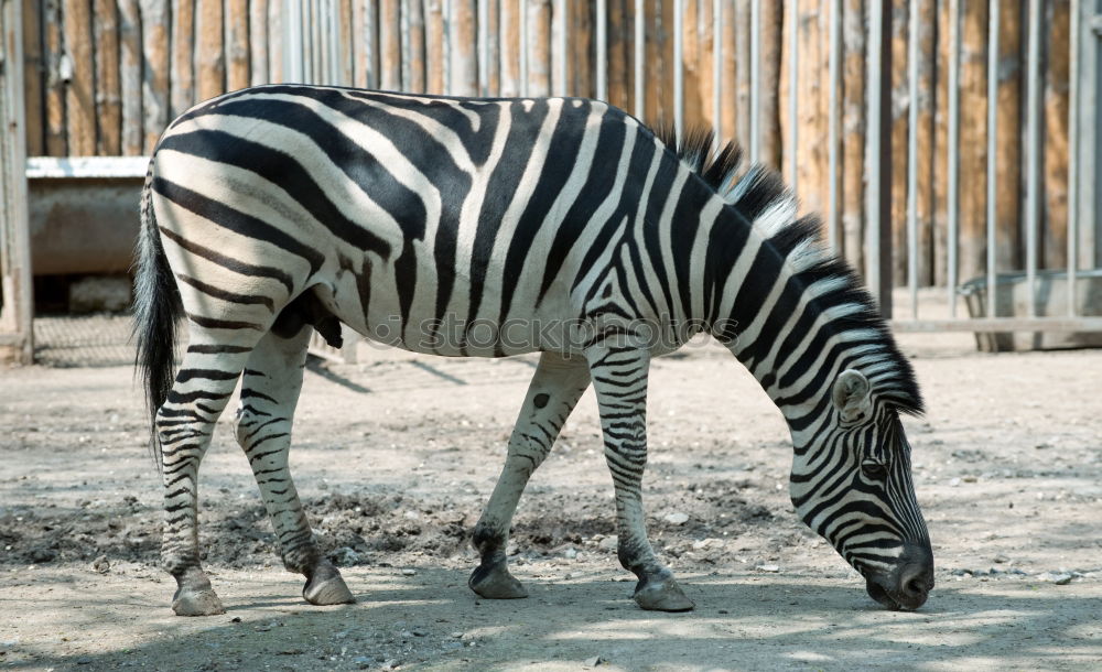 Similar – Foto Bild Knackarsch Afrika Namibia